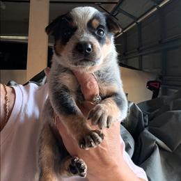 Boy 3 - Blue mottled male Australian Cattle Dog puppy in Choctaw, Oklahoma from Karen Elliott