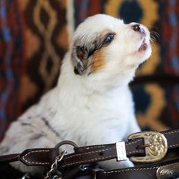 Twinky - Blue merle female Australian Shepherd puppy in Paola, Kansas from Tiz Ranch