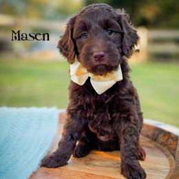 Masen - Chocolate male Double Doodle puppy in Cleveland, Tennessee from Edgewater Doodles & Designer Pups