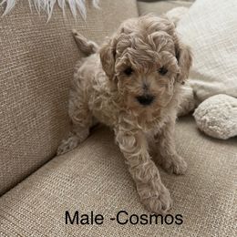 Cosmos - Cream male Poodle puppy in Rochester, New York from Mellies Miniature Poodles