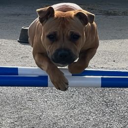 Staffordshire Bull Terriers from Moonspinner Staffords