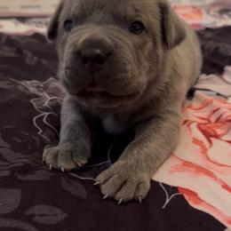 Boy 1 - Gray brindle male Cane Corso puppy in Charlotte County, Florida from Nysa Cane Corso