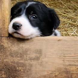 Border Collie Puppies from BC Dogs at the Rodgers