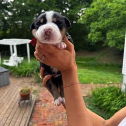 Captain - Black, white and red male Greater Swiss Mountain Dog puppy in Chester, Illinois from Hilltop Swissys