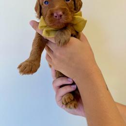 Juniper - Apricot female Goldendoodle puppy in Norcross, Georgia from Teddy Puppies