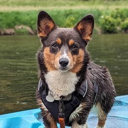 American Corgis and Pembroke Welsh Corgis from America's Red White and Bluie Corgis