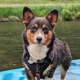 American Corgis and Pembroke Welsh Corgis from America's Red White and Bluie Corgis