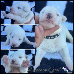 Licorice Girl - White female German Shepherd puppy in Oroville, California from CS Vista Farms