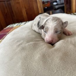 Luna - Blue merle female Australian Shepherd puppy in Nicktown, Pennsylvania from Moss Crick Australian Shepherds