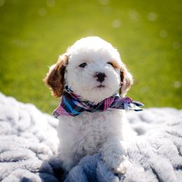 Poodle Puppies from Doodle Puppy Parti