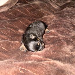 Sonia - Black and tan female Pomeranian puppy in Angleton, Texas from Pomeranian Palace, LLC