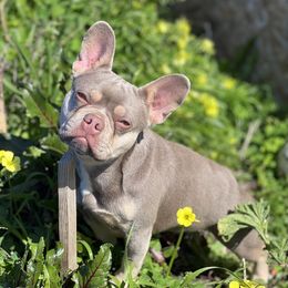 Chula - French Bulldog