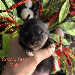 Blk n tan - Black and tan male Pomeranian puppy in Fayetteville, North Carolina from Tar-heel Poms
