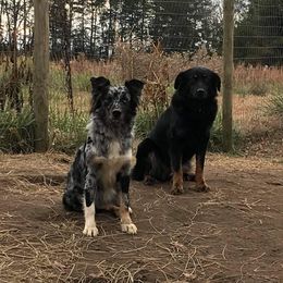 Australian Shepherds from Howlin' Wolf K9's
