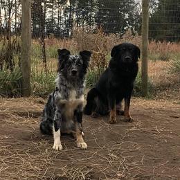 Australian Shepherds from Howlin' Wolf K9's