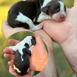 Honey Bun - Tri-Roan female English Springer Spaniel puppy in Uvalda, Georgia from Willow Creek Farms