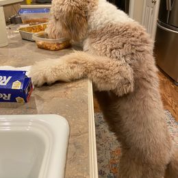 Aussiedoodle All Grown Up from Sand Hill Aussies and Doodles