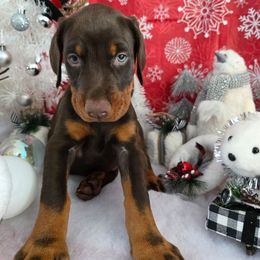 Grey - Red and rust male Doberman Pinscher puppy in Anderson, Indiana from Legendary Kennels