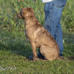 Belle - Chesapeake Bay Retriever