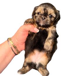 Dobi small blue gray - Black and tan female Shih Tzu puppy in Citrus Heights, California from The Lion dog Shih Tzu
