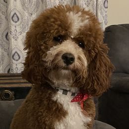 Charlie  - Goldendoodle