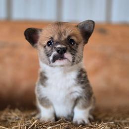 Tater Tot - Sable female Pembroke Welsh Corgi puppy in Briggsdale, Colorado from Lovebird Corgis