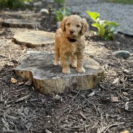 Goldendoodle Puppies from Timber Rock Doodles