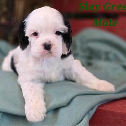 Green collar male - Black and white male Cocker Spaniel puppy in Bonsall, California from CuttinBlue Farms
