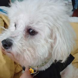 Lily - Bichon Frise