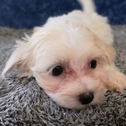 Winifred - Cream female Havanese puppy in Neosho, Missouri from Pups on the Ridge