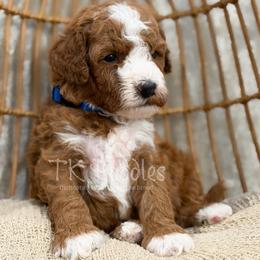 Jam - Red  male Poodle puppy in Belleville, New Jersey from TK Poodles