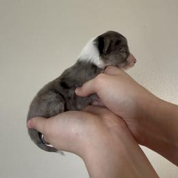 Whiskey - Blue merle female Australian Shepherd puppy in Weeki Wachee, Florida from Ace of Spades Australian Shepherds