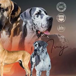 Ivy - Great Dane