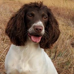 English Springer Spaniels from Brolly Spaniels
