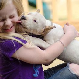 Dogo Argentino and Pembroke Welsh Corgi Puppies from Storm Dogos & Country Corgis