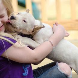Dogo Argentino and Pembroke Welsh Corgi Puppies from Storm Dogos & Country Corgis