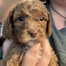 Bernedoodle, Cavapoo, and Poodle Puppies from Liberty Farms Puppies