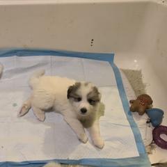 Miracle - White and badger male Great Pyrenees puppy in Cincinnati, Ohio from Yelah Pyrenees