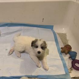 Miracle - White and badger male Great Pyrenees puppy in Cincinnati, Ohio from Yelah Pyrenees