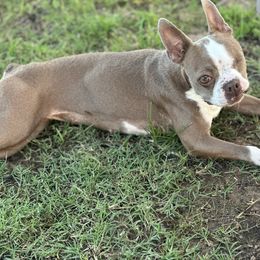 Pink - Boston Terrier