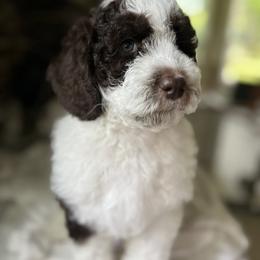 Ireland - Chocolate female Australian Labradoodle puppy in Chuluota, Florida from Delano Australian Labradoodles
