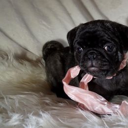 Pug Puppies from Pugs R 4 U in KY