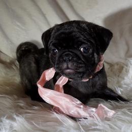 Pug Puppies from Pugs R 4 U in KY