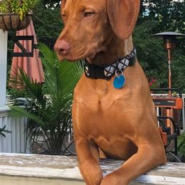Miniature American Shepherds and Vizslas from New River Gorgeous Puppies