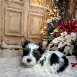 AKC Bella 4300   Tiny... - Black tan and white female Biewer Terrier puppy in Nicholls, Georgia from Southeast Biewers