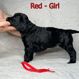 Goldendoodle and Poodle Puppies from Poodles and Doodles By Grace