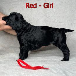 Goldendoodle and Poodle Puppies from Poodles and Doodles By Grace