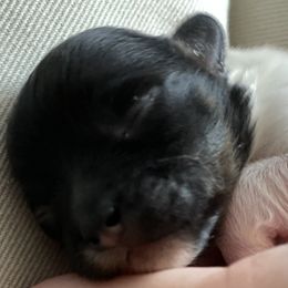 Girl 1 - Black Coton de Tulear puppy in Augusta, Georgia from Cotton Row Cotons