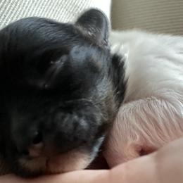 Girl 1 - Black Coton de Tulear puppy in Augusta, Georgia from Cotton Row Cotons