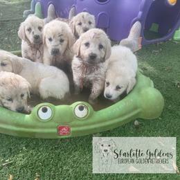 SO - a needle pulling thread (orange) - Light golden female Golden Retriever puppy in Argyle, Texas from Skarlotte Goldens, LLC